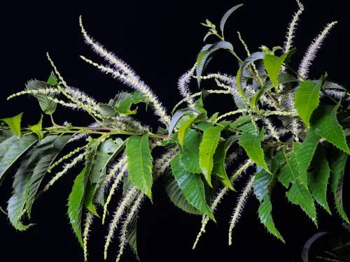 Chestnut flowers in bloom