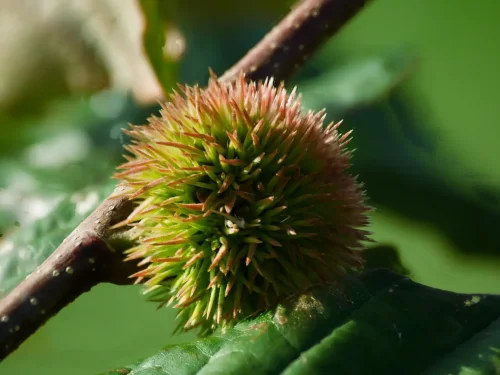 Developing chestnut bur