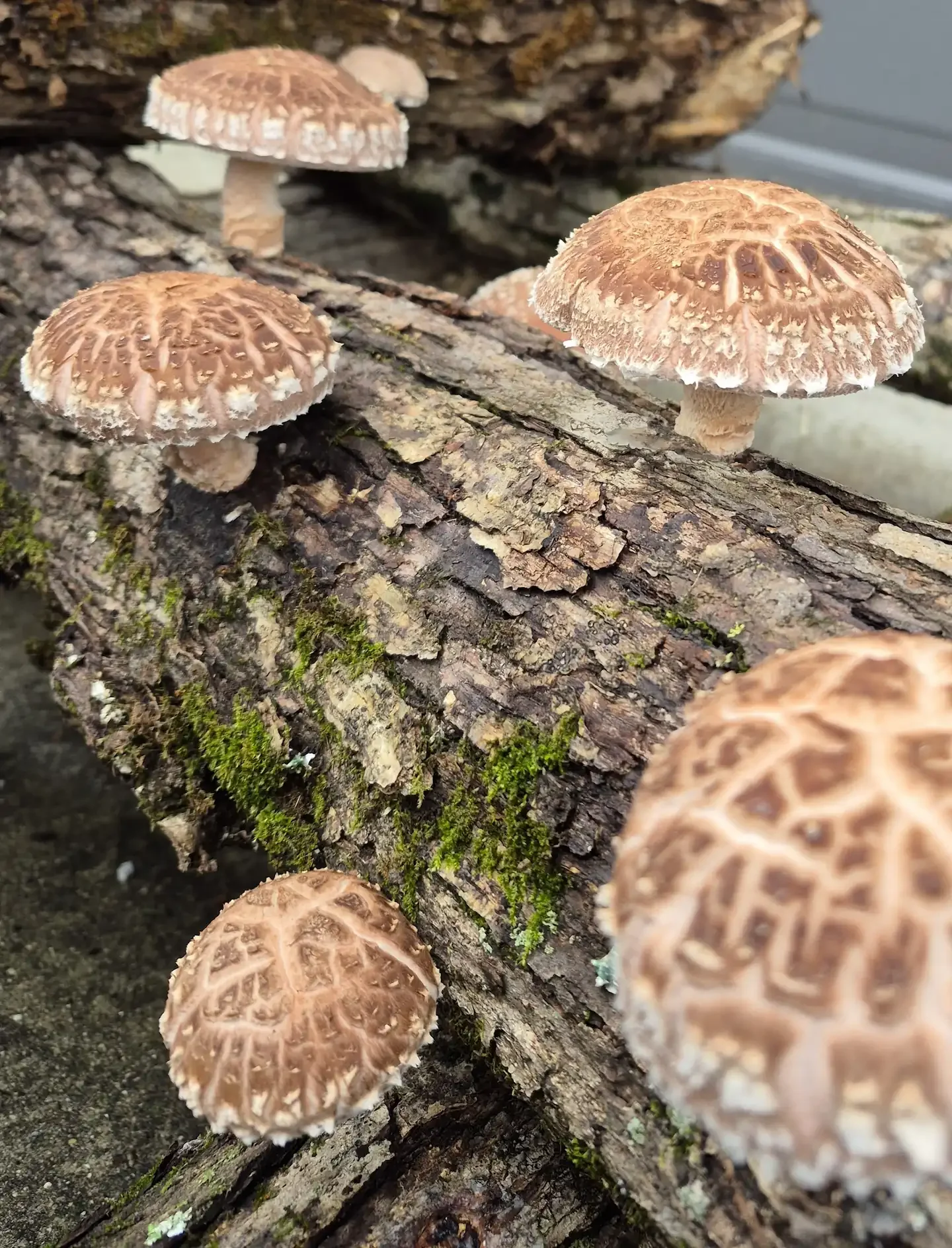Log-Grown Shiitake - 1