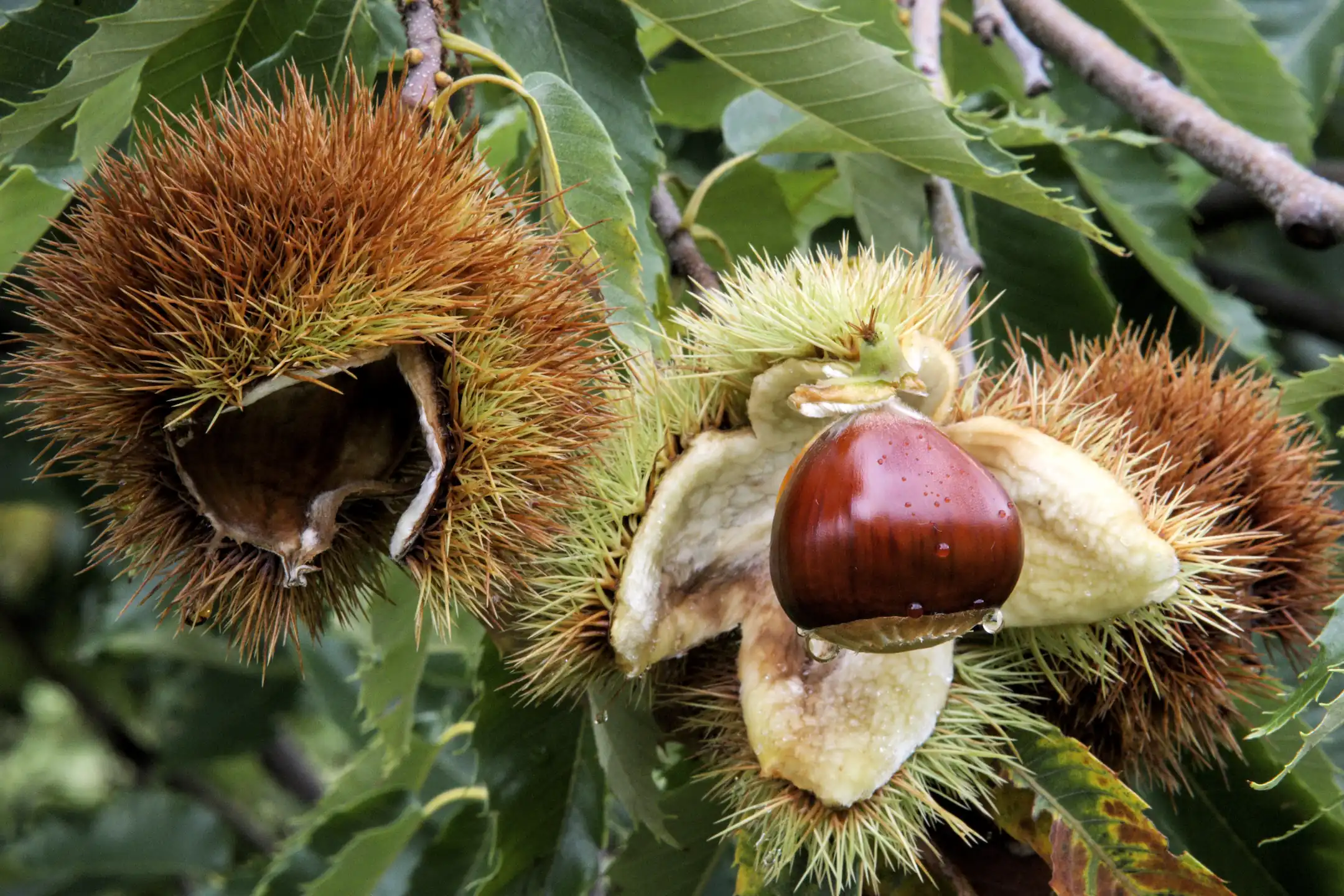 Come Pick with Us - 1