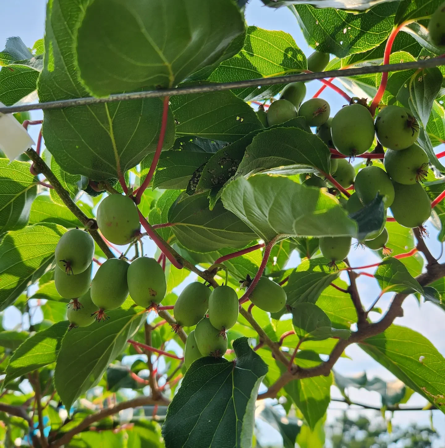 How to Harvest Kiwiberries